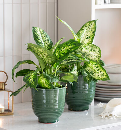 Saga blomsterpotte grønn 17 cm Saga blomsterpotte grønn 17 cm